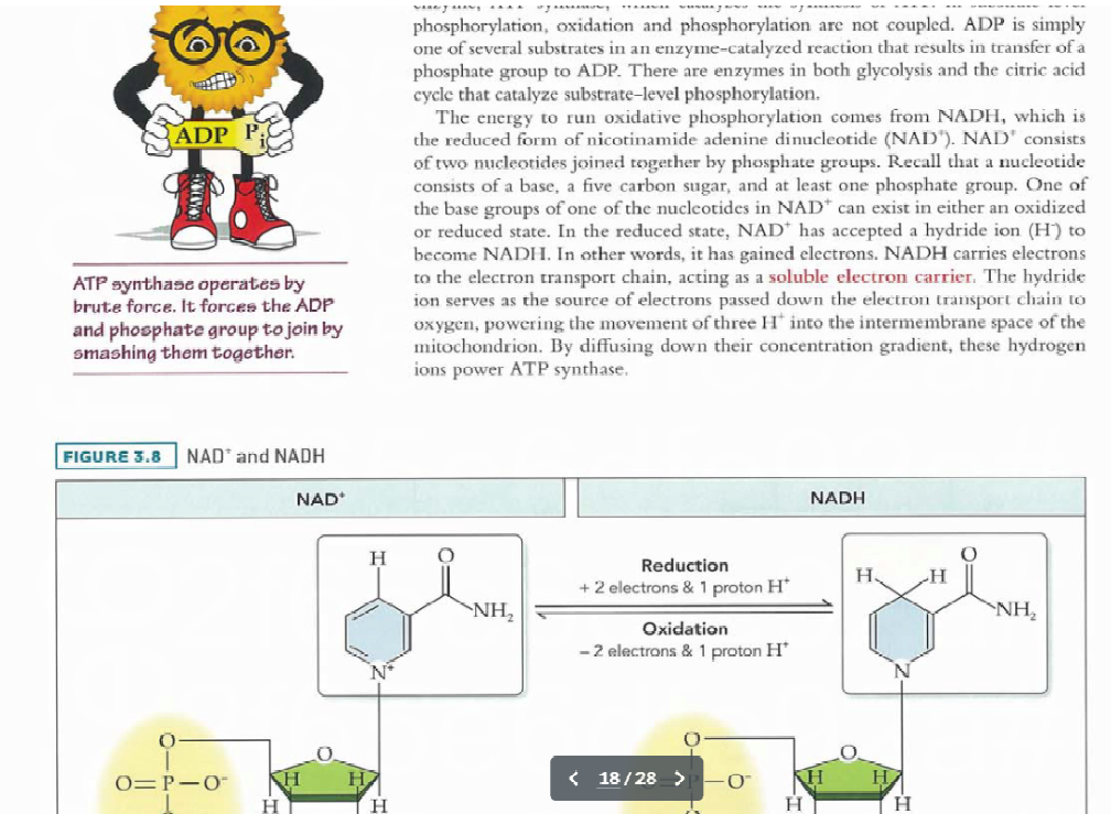 Prep101 MCAT course textbook page on phosphorylation