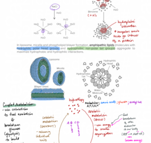 Biochem Lesson Sample Class Notes